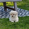 puppy, dog, grass, outdoor, bench, pillow, rug, white, pet, animal, cute, fluffy, nature, resting, small_dog, summer, garden, relaxing, daylight, adorable
