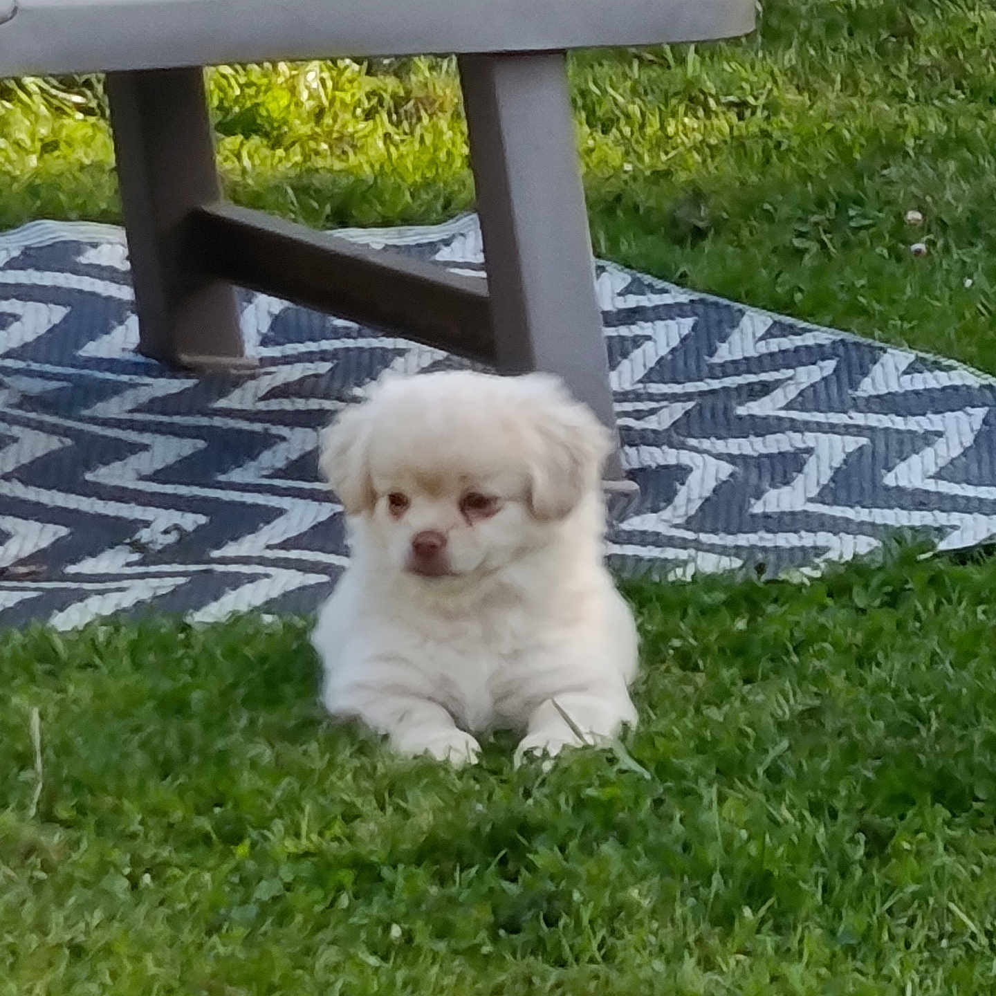 Léon participe au concours pour gagner de l'argent avec cette photo : puppy, dog, grass, outdoor, bench, pillow, rug, white, pet, animal, cute, fluffy, nature, resting, small_dog, summer, garden, relaxing, daylight, adorable