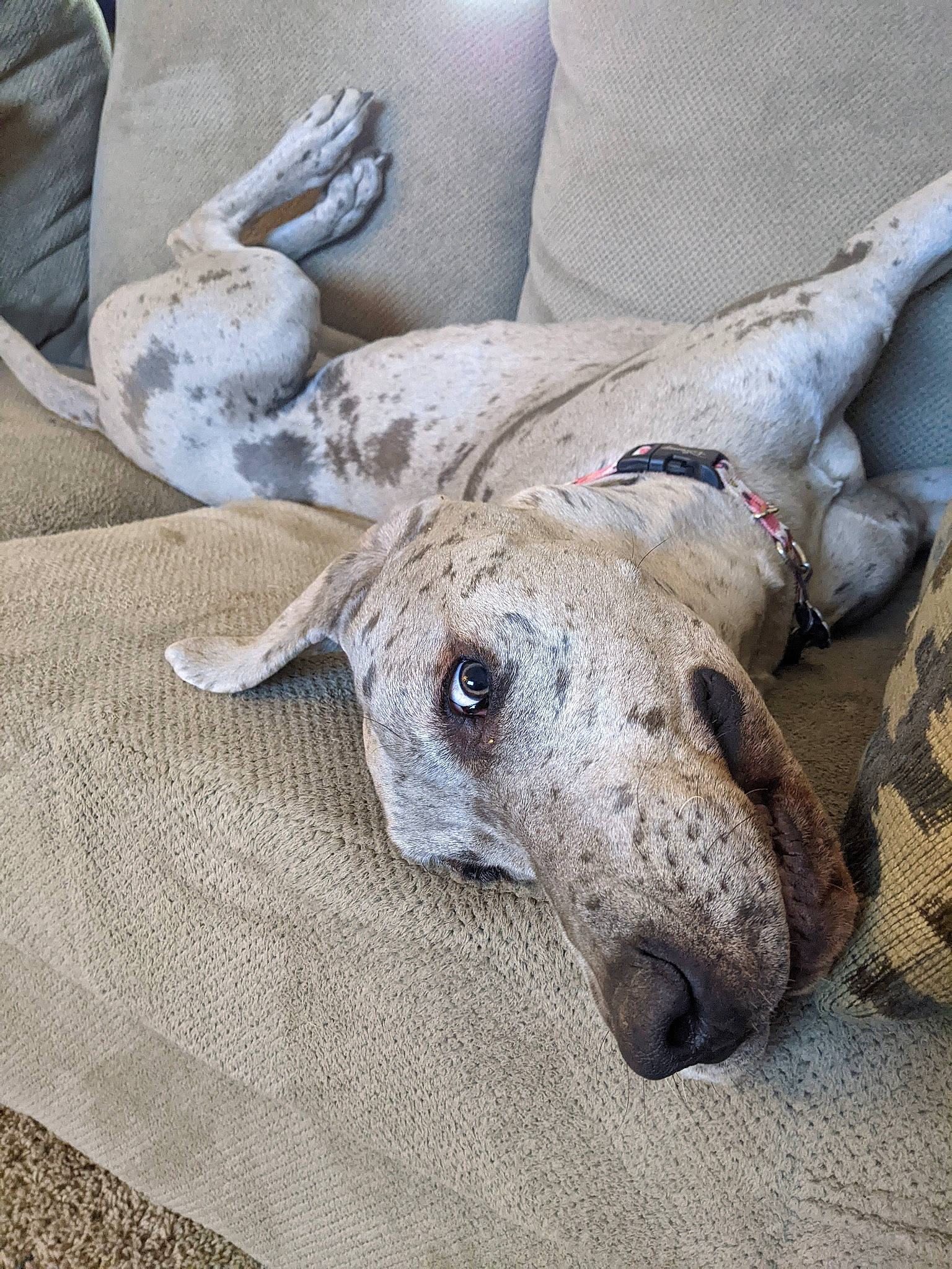 Lola joined the competition — help win amazing prizes! canidae, carnivore, comfort, companion_dog, dog, dog_breed, fawn, fur, grey, head, linens, non_sporting_group, paw, rampur_greyhound, sighthound, snout, sporting_group, terrestrial_animal, whiskers, working_animal