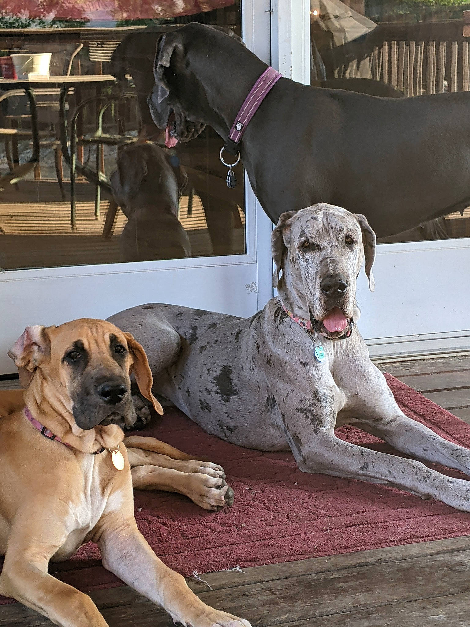 Lola joined the competition — help win amazing prizes! ancient_dog_breeds, canidae, carnivore, chair, collar, companion_dog, dog, dog_breed, dog_collar, dog_supply, fawn, foot, giant_dog_breed, great_dane, non_sporting_group, pet_supply, snout, sporting_group, working_animal, working_dog
