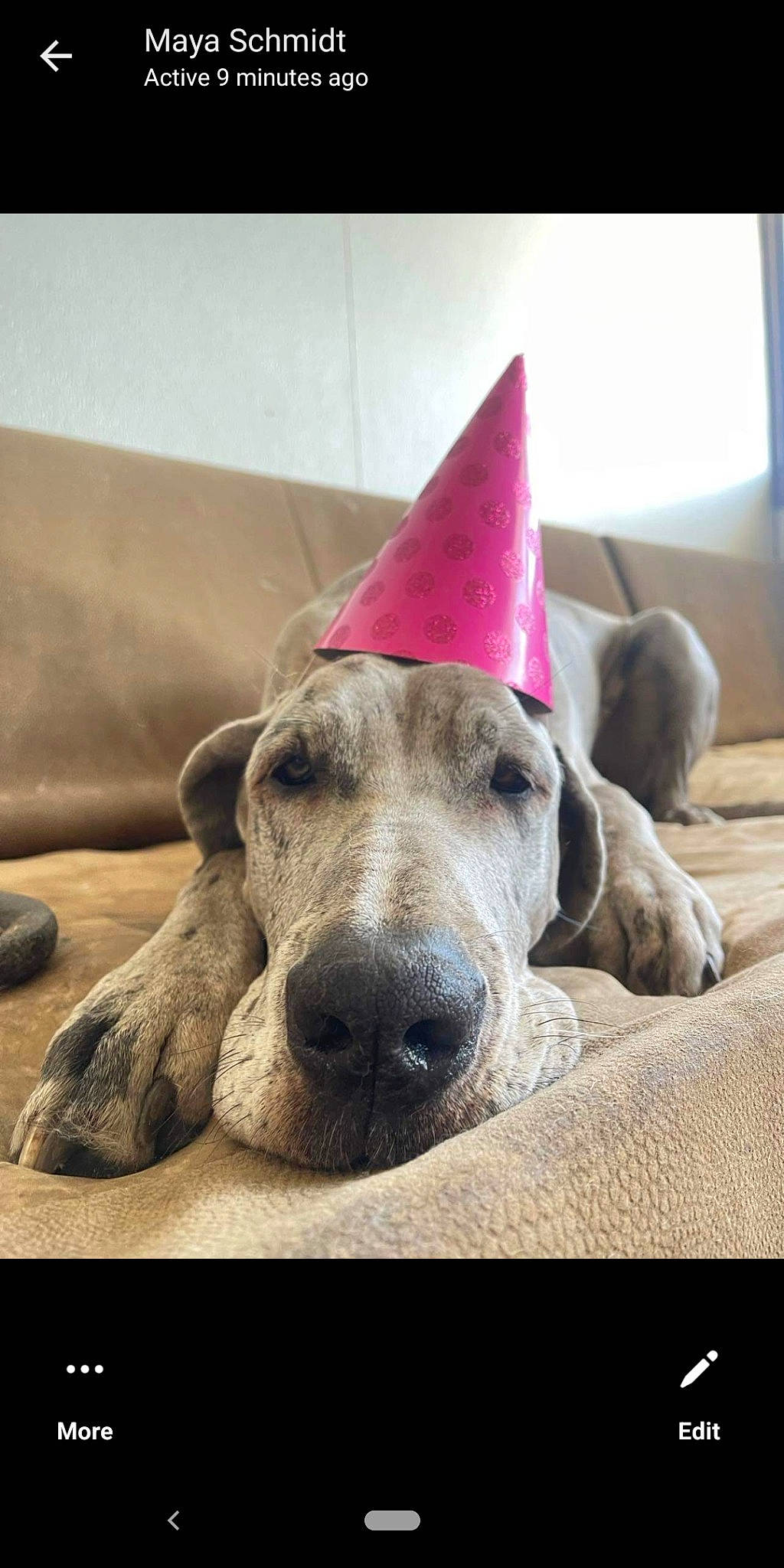 Lola is registered to the contest to win money with this photo: canidae, carnivore, comfort, companion_dog, cone, dog, dog_breed, dog_supply, ear, happy, jaw, magenta, metal, non_sporting_group, party_hat, pet_supply, photo_caption, snout, sporting_group, working_animal