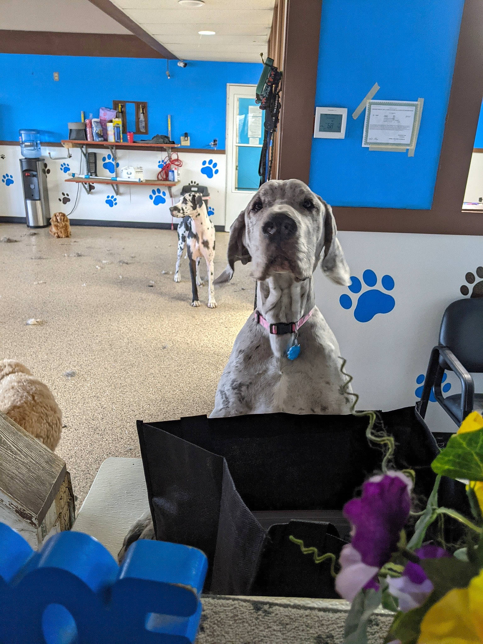 Lola joined the competition — help win amazing prizes! blue, canidae, carnivore, chair, companion_dog, dog, dog_breed, dog_collar, event, fawn, flooring, flower, fun, leisure, machine, plant, room, sporting_group, working_animal