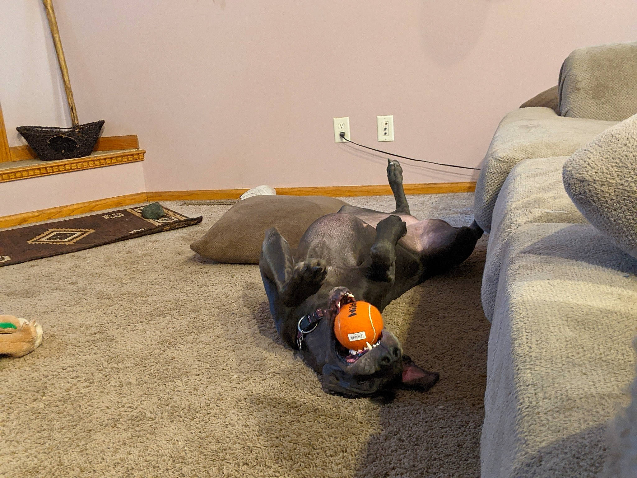 Kiki is registered to the contest to win money with this photo: art, audio_equipment, canidae, carpet, comfort, fawn, flooring, fur, grey, hardwood, linens, living_room, luggage_and_bags, room, sitting, sporting_group, stuffed_toy, tail, toy, wood