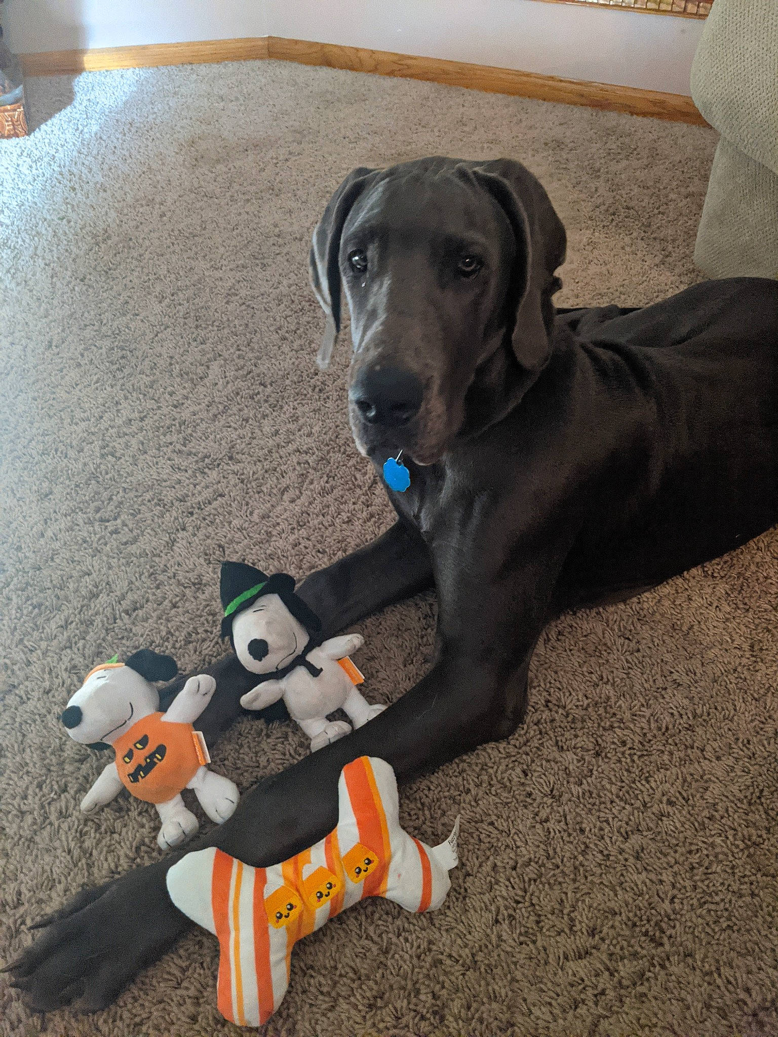 Kiki joined the competition — help win amazing prizes! canidae, carnivore, collar, comfort, companion_dog, dog, dog_breed, dog_collar, dog_supply, fashion_accessory, fawn, flooring, gun_dog, liver, personal_protective_equipment, pet_supply, sporting_group, tail, toy, working_animal