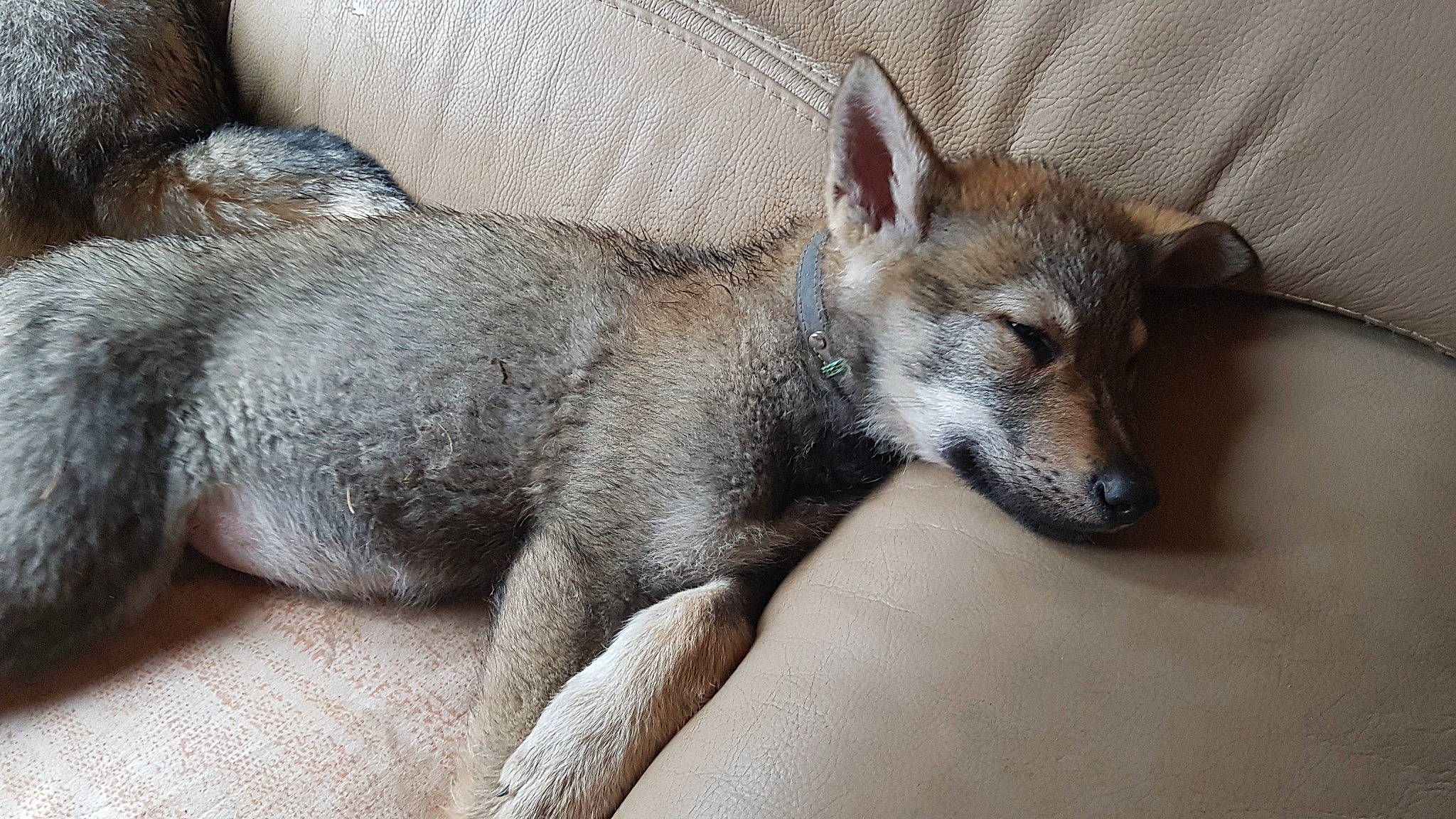 Paco participe au concours pour gagner de l'argent avec cette photo : carnivore, claw, comfort, dog_breed, fur, grey, snout, tail, terrestrial_animal, whiskers, wildlife