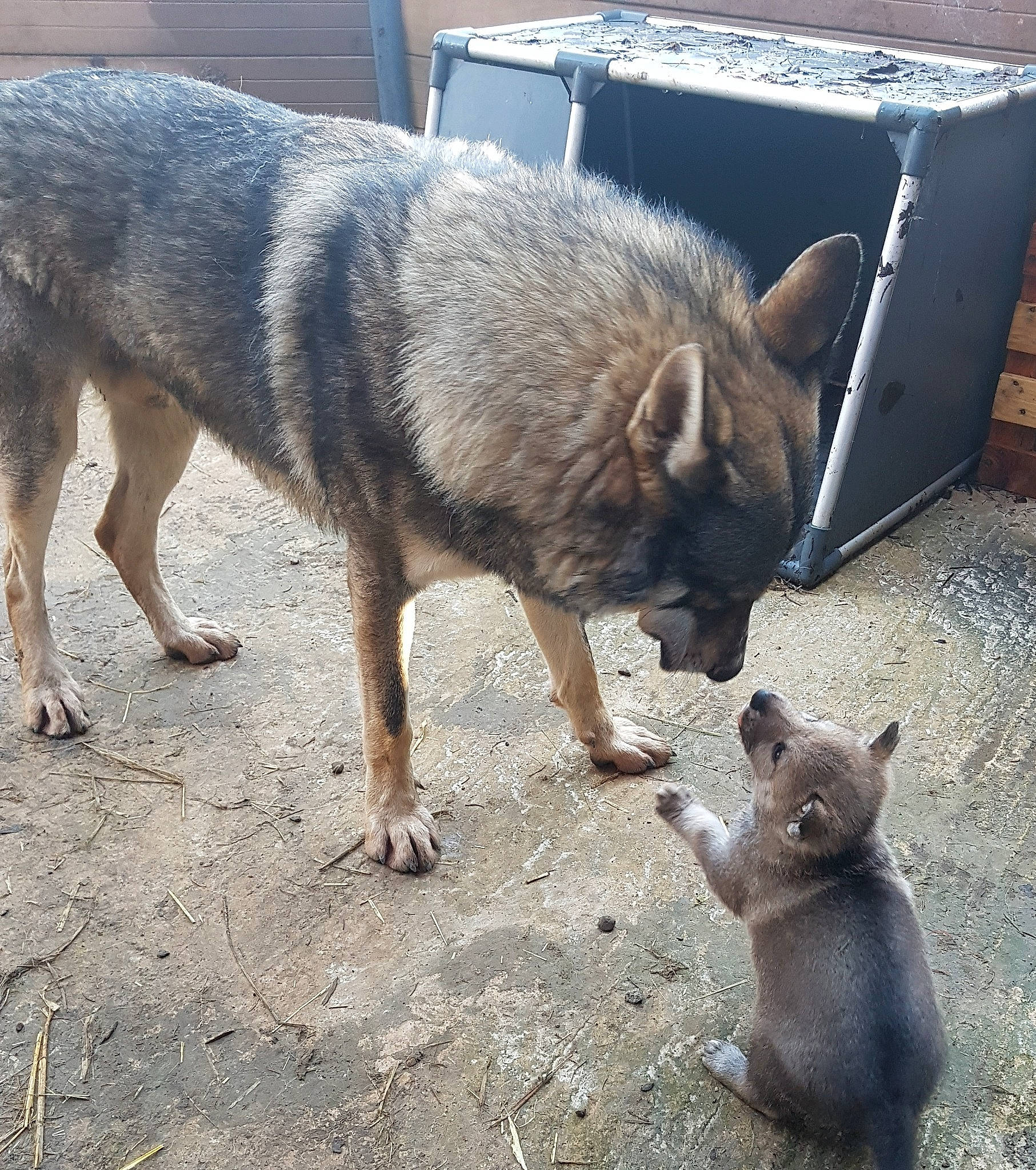 Paco a rejoint le concours — aidez-le/la à gagner de superbes lots ! canidae, canis, carnivore, dog, dog_breed, fawn, fur, rodent, snout, sporting_group, tail, terrestrial_animal, whiskers, wildlife, working_animal