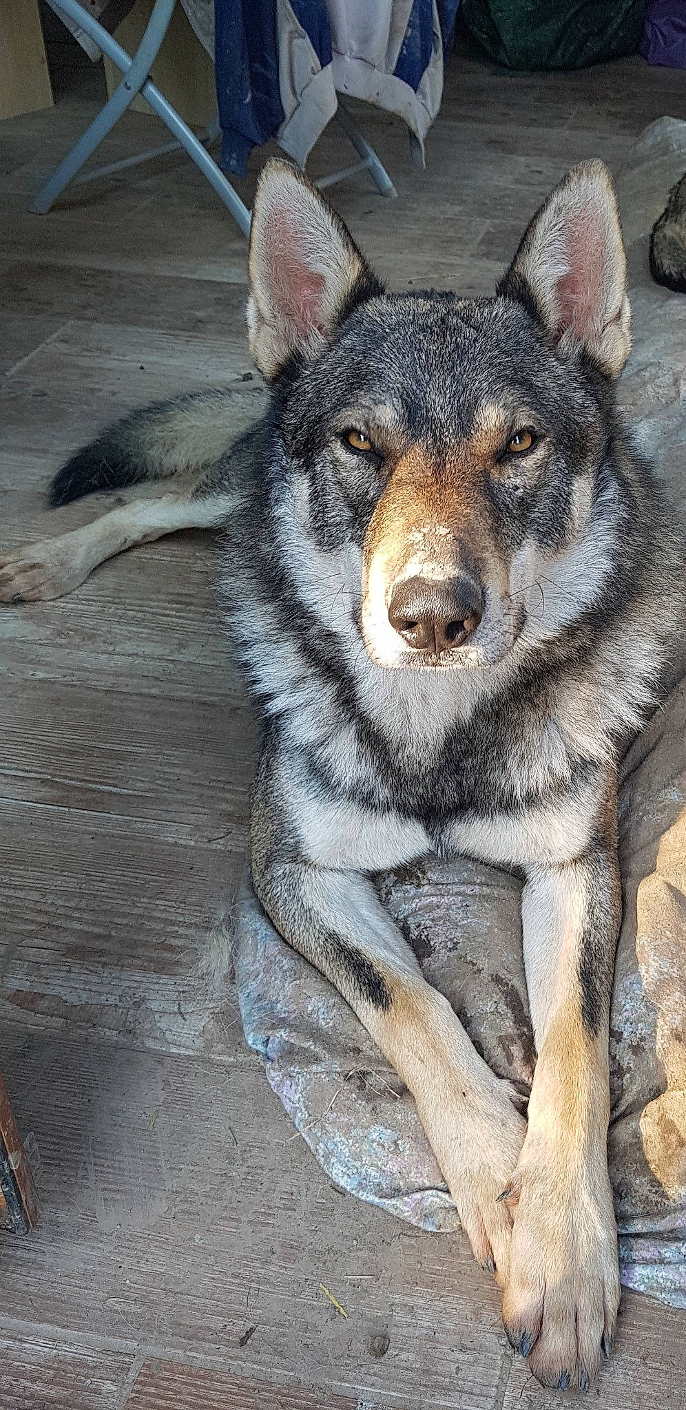 Paco participe au concours pour gagner de l'argent avec cette photo : ancient_dog_breeds, art, canidae, canis, carnivore, companion_dog, dog, dog_breed, fur, grey, herding_dog, snout, sporting_group, terrestrial_animal, whiskers, wood, working_animal, working_dog