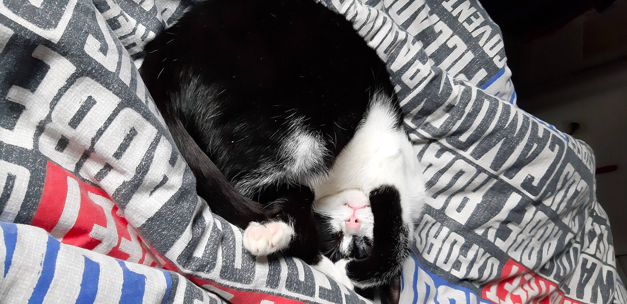 Pixel a rejoint le concours — aidez-le/la à gagner de superbes lots ! asian, black_and_white, carnivore, cat, domestic_short_haired_cat, felidae, fur, kitten, nap, photo_caption, polydactyl_cat, small_to_medium_sized_cats, snout, tail, whiskers