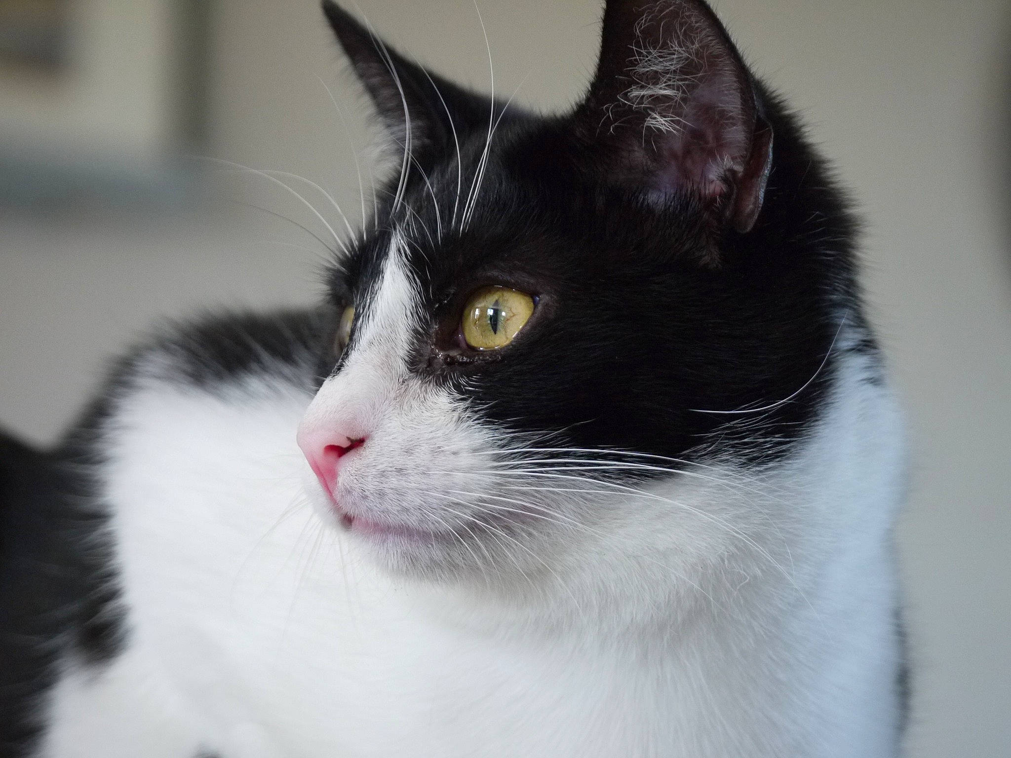 Pixel participe au concours pour gagner de l'argent avec cette photo : aegean_cat, american_wirehair, black_and_white, black_cat, carnivore, cat, domestic_short_haired_cat, ear, eye, felidae, fur, japanese_bobtail, kitten, mammal, polydactyl_cat, small_to_medium_sized_cats, snout, vertebrate, whiskers