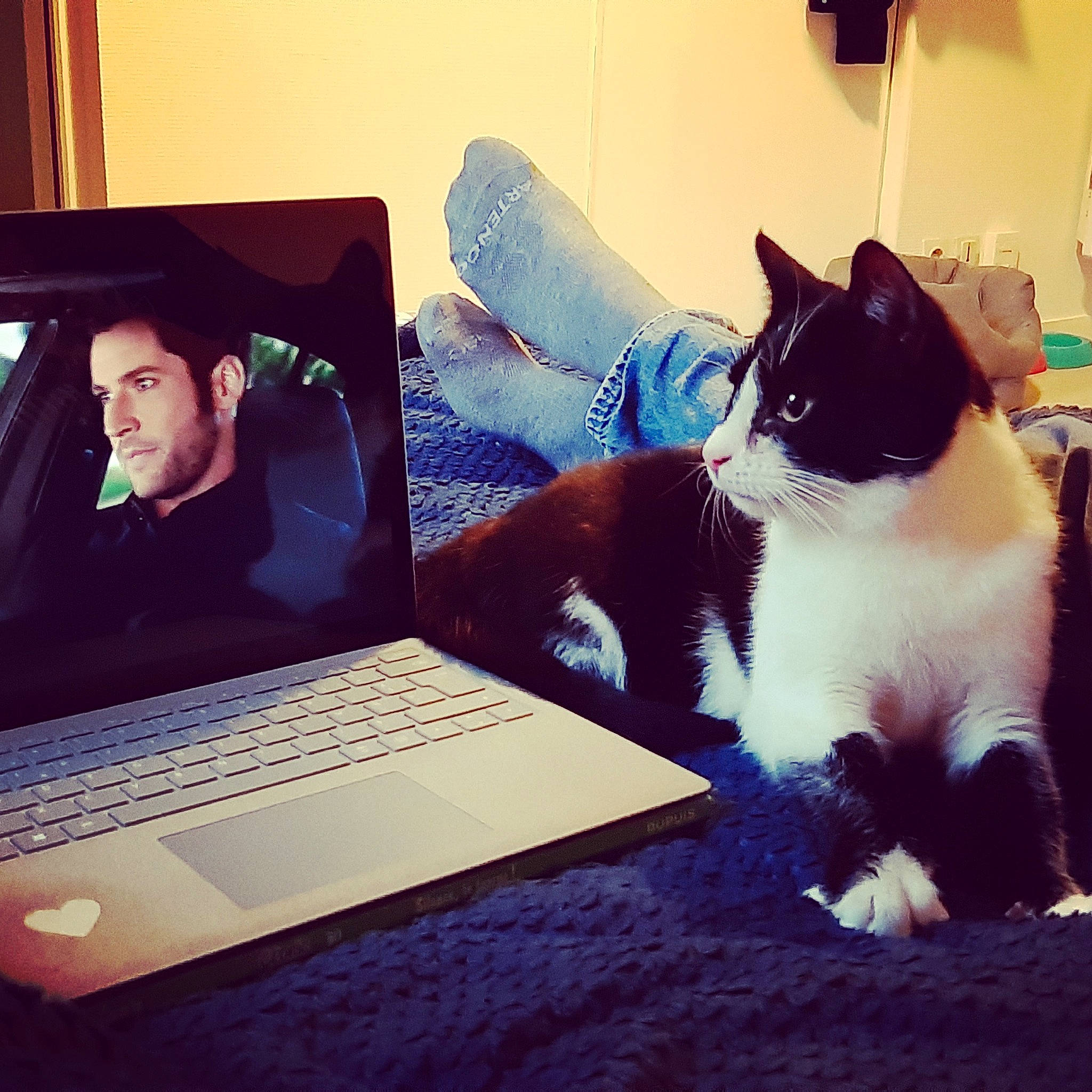 Pixel participe au concours pour gagner de l'argent avec cette photo : carnivore, cat, cloud, cool, design, electronic_device, eye, felidae, human, kitten, lap, laptop, leg, line, sitting, sky, small_to_medium_sized_cats, square, technology, whiskers