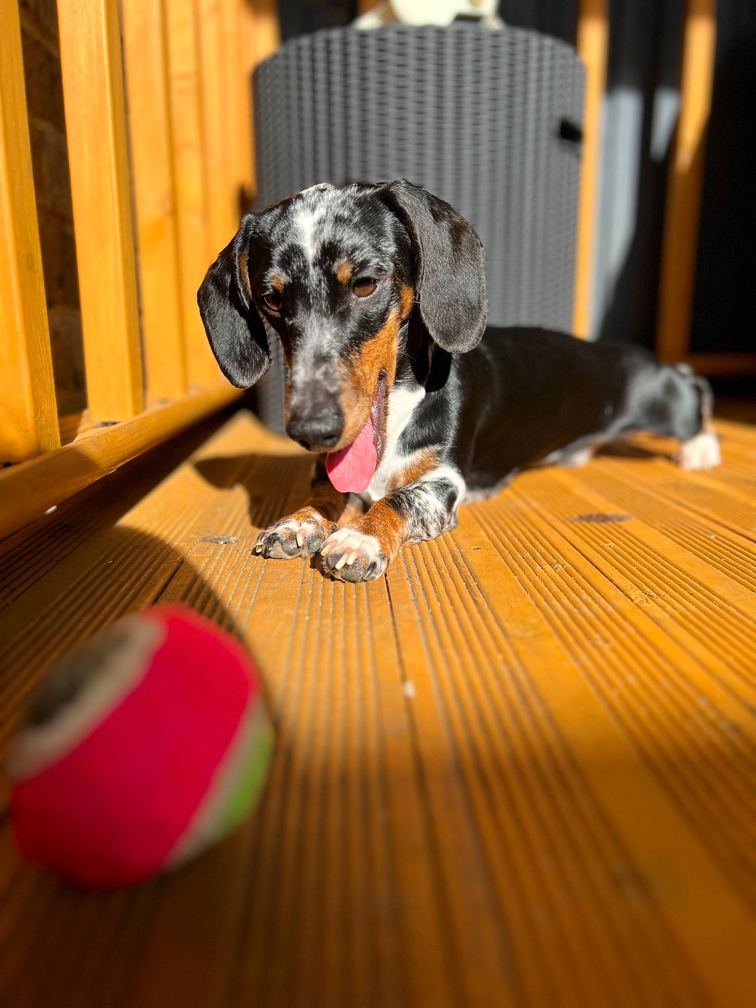 Hector is registered to the contest to win money with this photo: carnivore, comfort, companion_dog, dog, dog_breed, dog_supply, floor, flooring, hardwood, laminate_flooring, mammal, pet_supply, scent_hound, tail, varnish, wood, wood_flooring, wood_stain, working_animal, working_dog