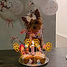 dog, yorkshire_terrier, small_dog, birthday, birthday_cake, candles, balloons, bow, scarf, party, celebration, cake, paw_prints, table, indoors, portrait, pet, costume, decorations, cute