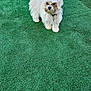 dog, white_dog, small_dog, fluffy, pet, outdoor, artificial_turf, green_grass, sunlight, curious, animal, collar, garden, standing, looking, daylight, fur, cute, domestic_animal, nature
