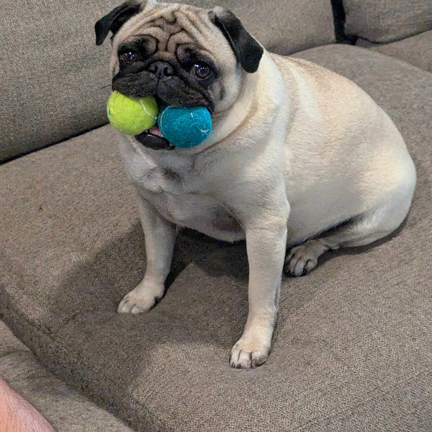 Ellie joined the competition — help win amazing prizes! animal, beige, companion, couch, cozy, cute, dog, domestic, ears, face, fur, indoor, looking, mouth, pet, playful, pug, sitting, small_dog, tennis_balls