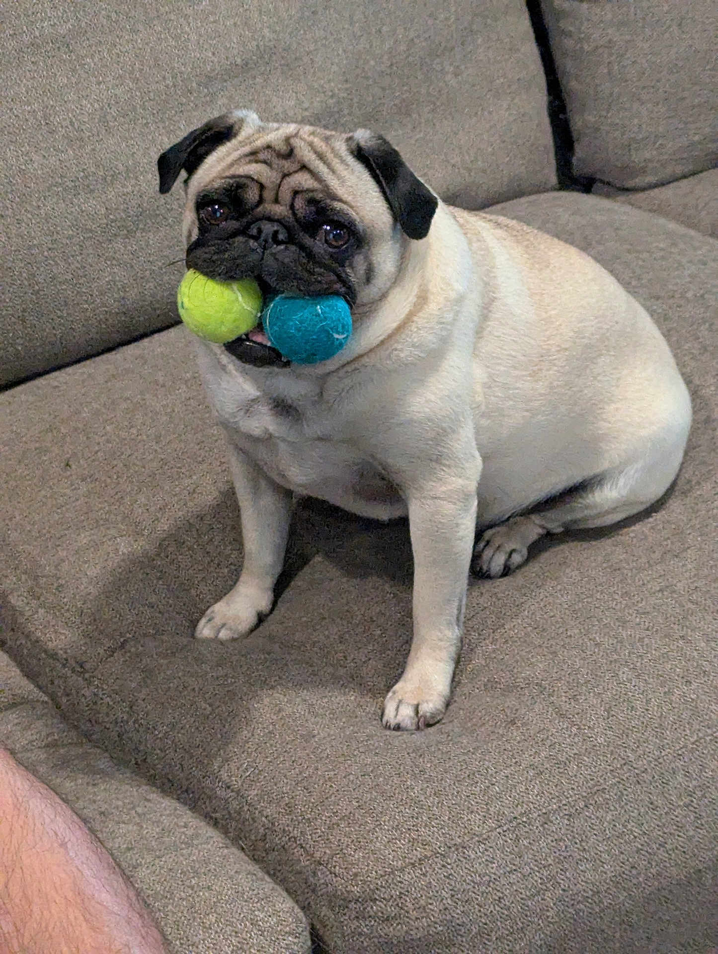Ellie