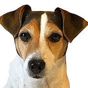 Heidy participe au concours pour gagner de l'argent avec cette photo : dog, jack_russell_terrier, portrait, close_up, white_background, ears, face, black_nose, brown_fur, white_fur, pet, animal, canine, looking_at_camera, alert, cute, domestic_animal, friendly, fur_texture, snout