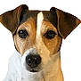 dog, jack_russell_terrier, portrait, close_up, white_background, ears, face, black_nose, brown_fur, white_fur, pet, animal, canine, looking_at_camera, alert, cute, domestic_animal, friendly, fur_texture, snout