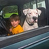 Thor joined the competition — help win amazing prizes! dog, child, vehicle, car, front_seat, window, white_dog, short_hair, collar, portrait, outdoor, residential, house, grass, trees, steering_wheel, yellow_shirt, sitting, looking_at_camera, pet