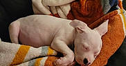 Thor is registered to the contest to win money with this photo: puppy, dog, sleeping, resting, pink, white, pet, animal, blanket, cozy, indoors, nap, floppy_ears, closed_eyes, small_dog, cute, snuggled, soft, portrait, home