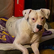 Thor is registered to the contest to win money with this photo: dog, white_dog, pet, animal, portrait, indoors, blanket, bed, lying_down, sitting, short_hair, floppy_ears, black_nose, brown_eyes, close_up, home, cozy, relaxed, cute, photography