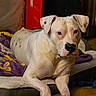 dog, white_dog, pet, animal, portrait, indoors, blanket, bed, lying_down, sitting, short_hair, floppy_ears, black_nose, brown_eyes, close_up, home, cozy, relaxed, cute, photography