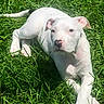 dog, puppy, white_dog, grass, outdoor, lying_down, pet, animal, canine, portrait, face, eyes, floppy_ears, pink_nose, paws, tail, sunlight, lawn, close_up, playful