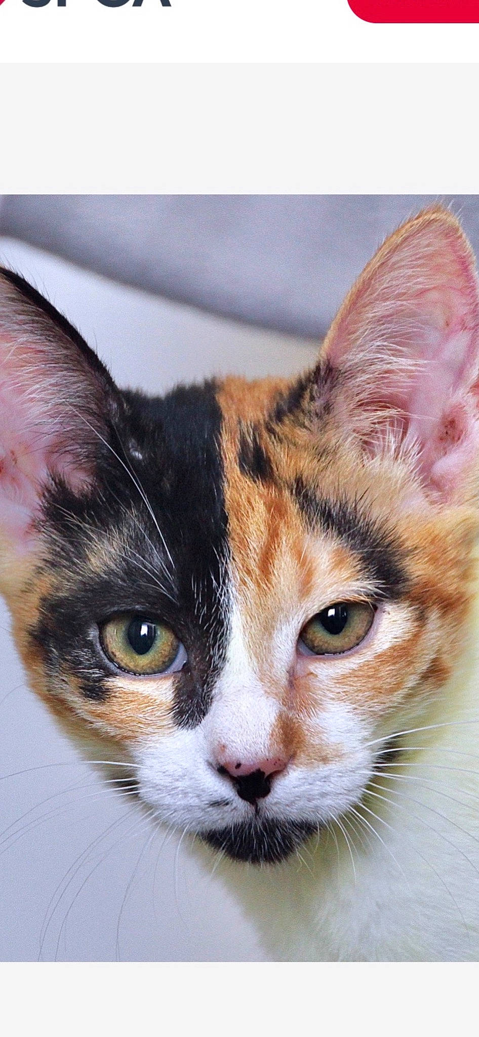 Dinah is registered to the contest to win money with this photo: carnivore, cat, close_up, domestic_short_haired_cat, ear, felidae, fur, photography, small_to_medium_sized_cats, snout, whiskers, window