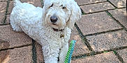 Marnie joined the competition — help win amazing prizes! dog, white, curly_fur, toy, patio, outdoor, potted_plants, stone_floor, sunlight, garden, leash, pet, playful, relaxed, canine, collar, greenery, decor, daylight, animal