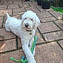 dog, white, curly_fur, toy, patio, outdoor, potted_plants, stone_floor, sunlight, garden, leash, pet, playful, relaxed, canine, collar, greenery, decor, daylight, animal