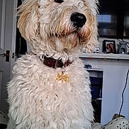 Marnie is registered to the contest to win money with this photo: dog, white_dog, curly_fur, pet, indoor, living_room, collar, tag, person_legs, green_pants, footwear, crocs, furniture, door, television, picture_frame, sitting, close_up, canine, domestic_animal