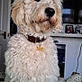 dog, white_dog, curly_fur, pet, indoor, living_room, collar, tag, person_legs, green_pants, footwear, crocs, furniture, door, television, picture_frame, sitting, close_up, canine, domestic_animal