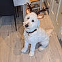 dog, white_dog, reindeer_ears, antlers, indoors, kitchen, wooden_floor, chair, table, snacks, toy, pet, cute, fur, collar, playful, holiday, decor, waiting, animal