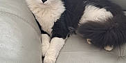 Luna is registered to the contest to win money with this photo: cat, black_and_white, fluffy, pet, indoor, couch, leather, feline, animal, relaxed, yellow_eyes, whiskers, domestic, cute, fur, paws, sitting, looking, cozy, home