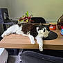 Luna joined the competition — help win amazing prizes! cat, black_and_white_cat, table, plant, cat_tree, chair, indoor, household, furniture, relaxing, pet, fur, whiskers, stretching, domestic, living_room, cozy, home, animal, cute