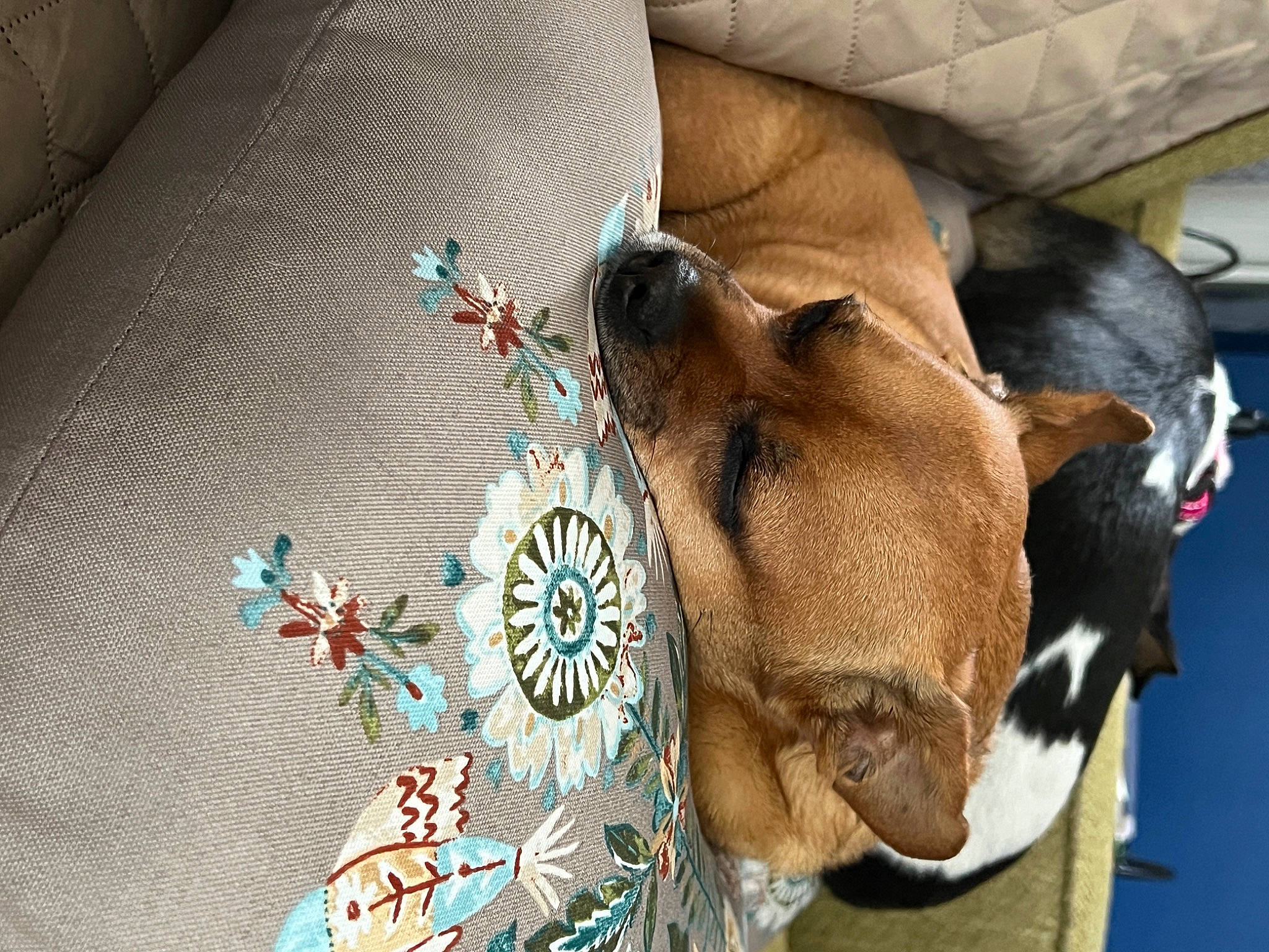 Cody joined the competition — help win amazing prizes! canidae, carnivore, collar, comfort, companion_dog, dog, dog_breed, dog_supply, ear, fawn, fur, human_leg, linens, liver, pack_animal, pet_supply, snout, sporting_group, whiskers, working_animal