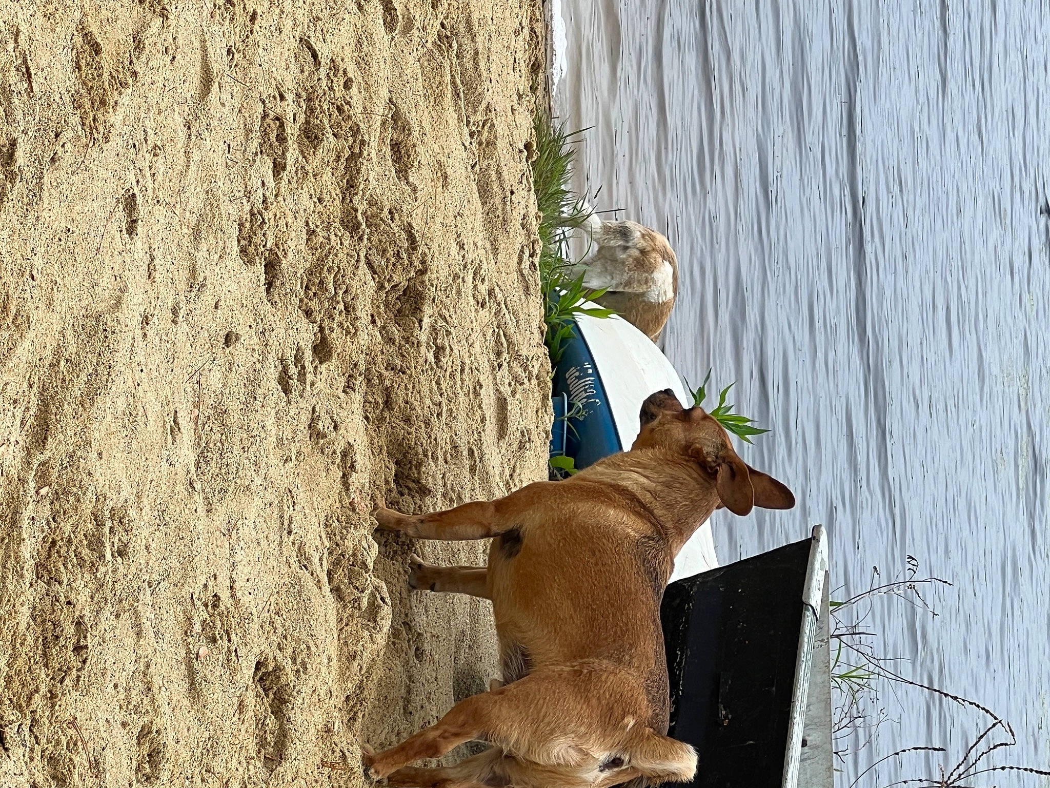 Cody is registered to the contest to win money with this photo: canidae, carnivore, fawn, fur, grass, lake, livestock, plant, snout, soil, sporting_group, tail, terrestrial_animal, tree, trunk, water, wildlife, wood, working_animal