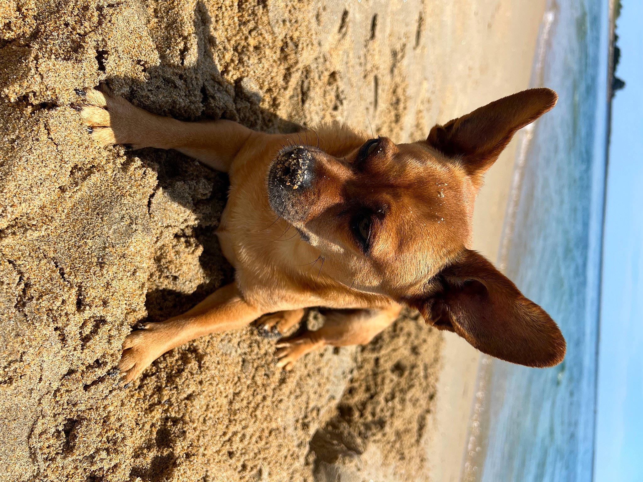 Cody joined the competition — help win amazing prizes! canidae, carnivore, dog, dog_breed, fawn, foot, landscape, mammal, rock, sand, shadow, soil, sporting_group, terrestrial_animal, tree, trunk, vertebrate, wildlife, wood, working_animal