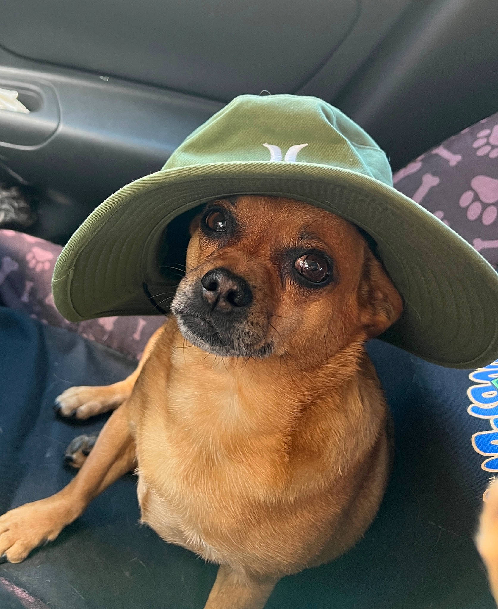 Cody joined the competition — help win amazing prizes! canidae, carnivore, companion_dog, costume_hat, dog, dog_breed, eyewear, fashion_accessory, fawn, fedora, fur, goggles, hat, snout, sporting_group, sun_hat, sunglasses, vehicle_door, whiskers, working_animal