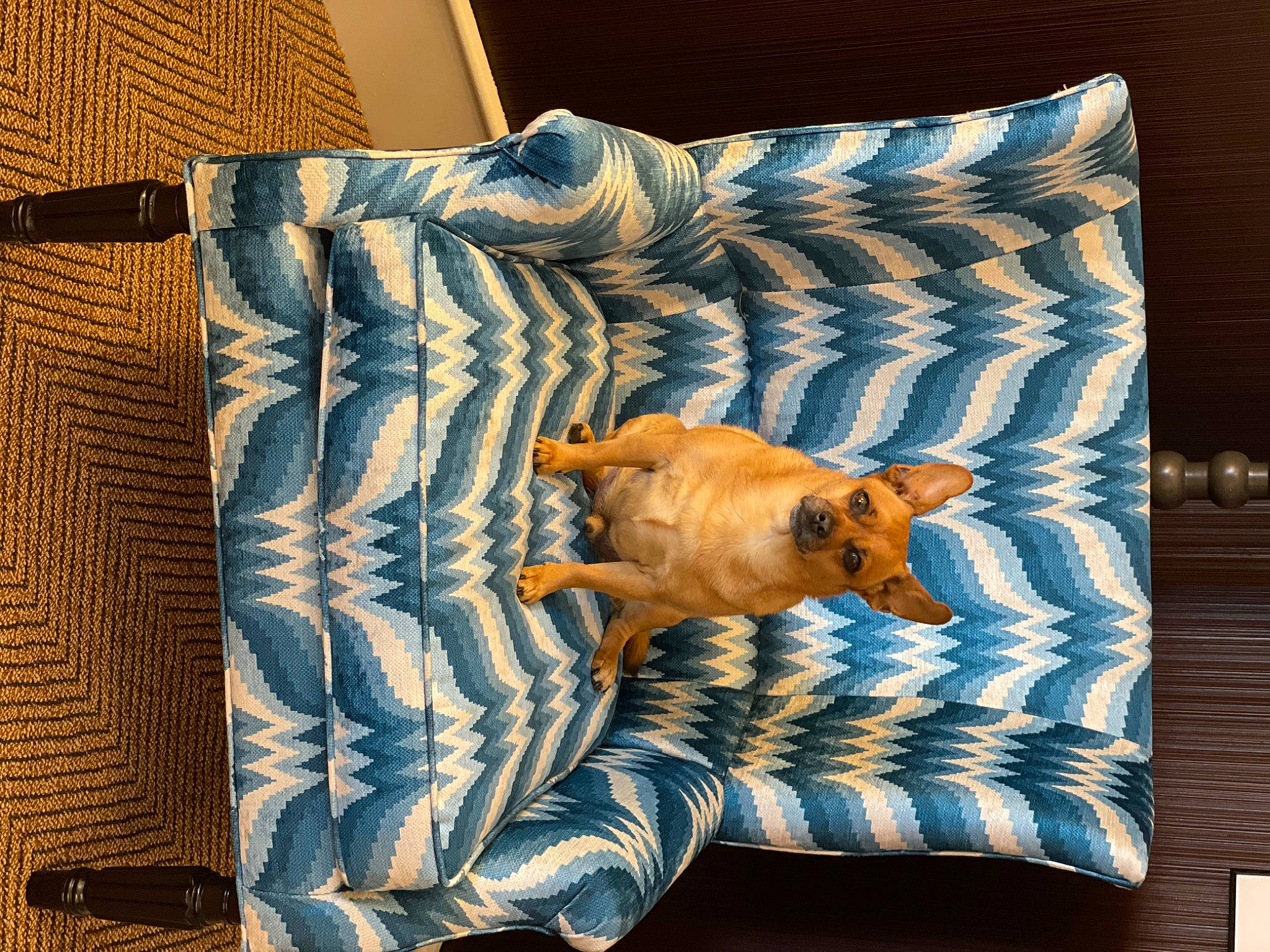 Cody joined the competition — help win amazing prizes! bedding, carnivore, comfort, companion_dog, couch, electric_blue, fawn, felidae, fur, hardwood, linens, living_room, pattern, pillow, rectangle, small_to_medium_sized_cats, studio_couch, textile, throw_pillow, wood