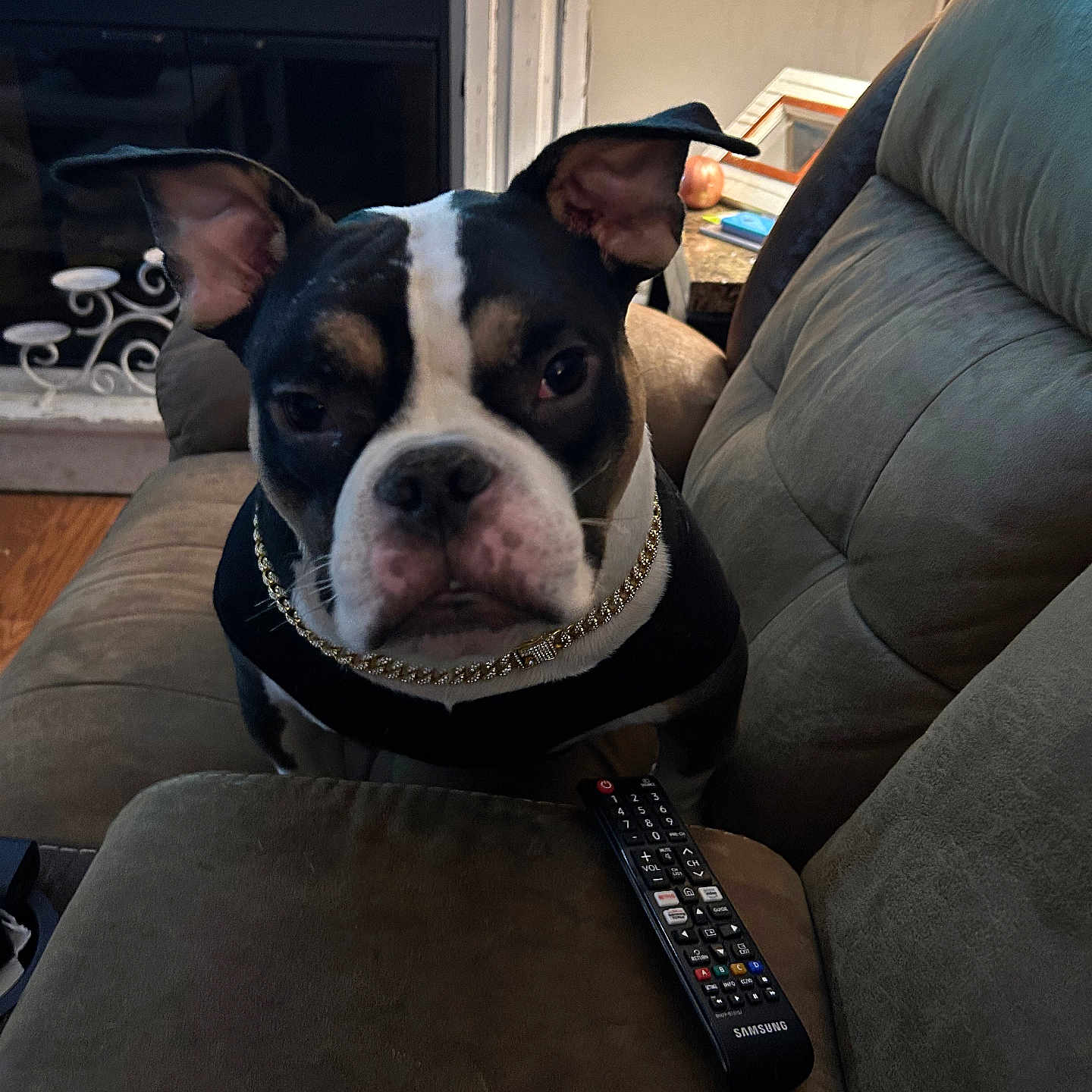 Pugsley is registered to the contest to win money with this photo: animal, architecture, boxer, building, bulldog, canine, clothing, couch, dog, electronics, frenchbulldog, furniture, hat, indoors, interiordesign, livingroom, pet, puppy, remotecontrol, room