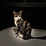 animal, cat, curious, dark_background, domestic_cat, ears, feline, focused, indoor, pet, portrait, quiet, shadow, sitting, soft_lighting, striped_fur, tabby, tail, whiskers, white_bed
