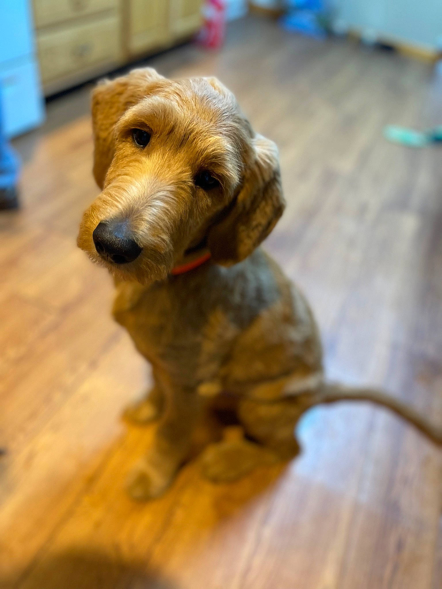 Jojo is registered to the contest to win money with this photo: canidae, carnivore, companion_dog, dog, dog_breed, floor, flooring, fur, hardwood, laminate_flooring, liver, pet_supply, plank, plywood, puppy, varnish, wood, wood_flooring, wood_stain, working_animal