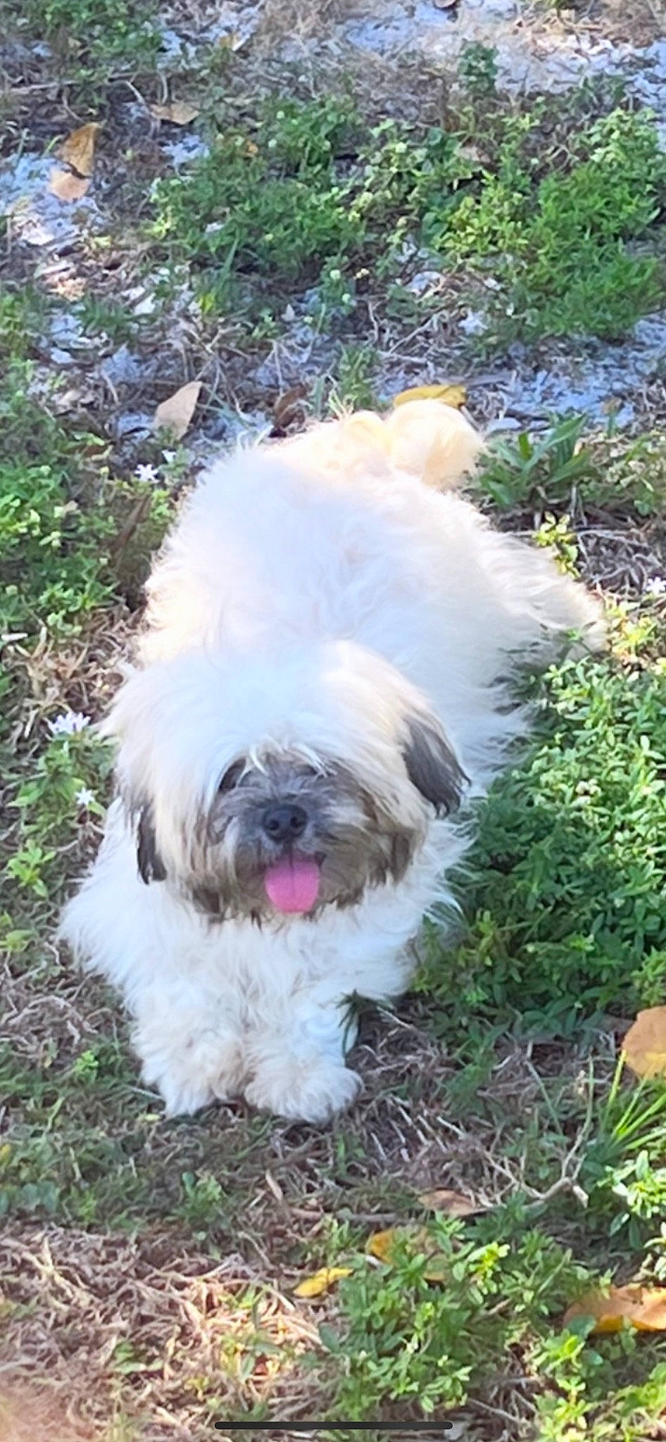 Kenzo is registered to the contest to win money with this photo: canidae, carnivore, companion_dog, dog, dog_breed, fur, grass, liver, mal_shi, maltepoo, natural_material, non_sporting_group, plant, shih_tzu, small_terrier, sporting_group, terrestrial_animal, terrier, toy_dog, working_animal