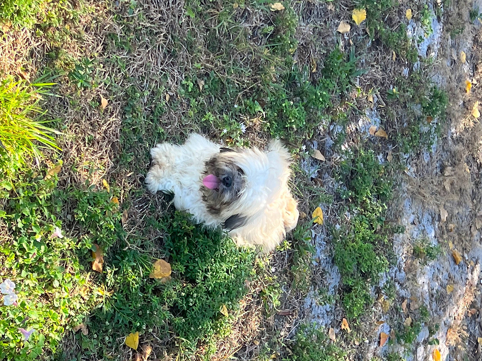 Kenzo is registered to the contest to win money with this photo: canidae, carnivore, companion_dog, dog, dog_breed, fawn, flower, flowering_plant, grass, groundcover, plant, shrub, shrubland, soil, sporting_group, subshrub, tail, terrier, toy_dog, wildlife