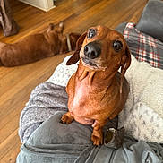 Stevie joined the competition — help win amazing prizes! dachshund, dog, pet, indoor, wooden_floor, blanket, cushion, cozy, brown_dog, curious, looking_up, resting, furniture, home, animal, companion, domestic, relaxed, soft_texture, two_dogs