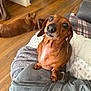 dachshund, dog, pet, indoor, wooden_floor, blanket, cushion, cozy, brown_dog, curious, looking_up, resting, furniture, home, animal, companion, domestic, relaxed, soft_texture, two_dogs