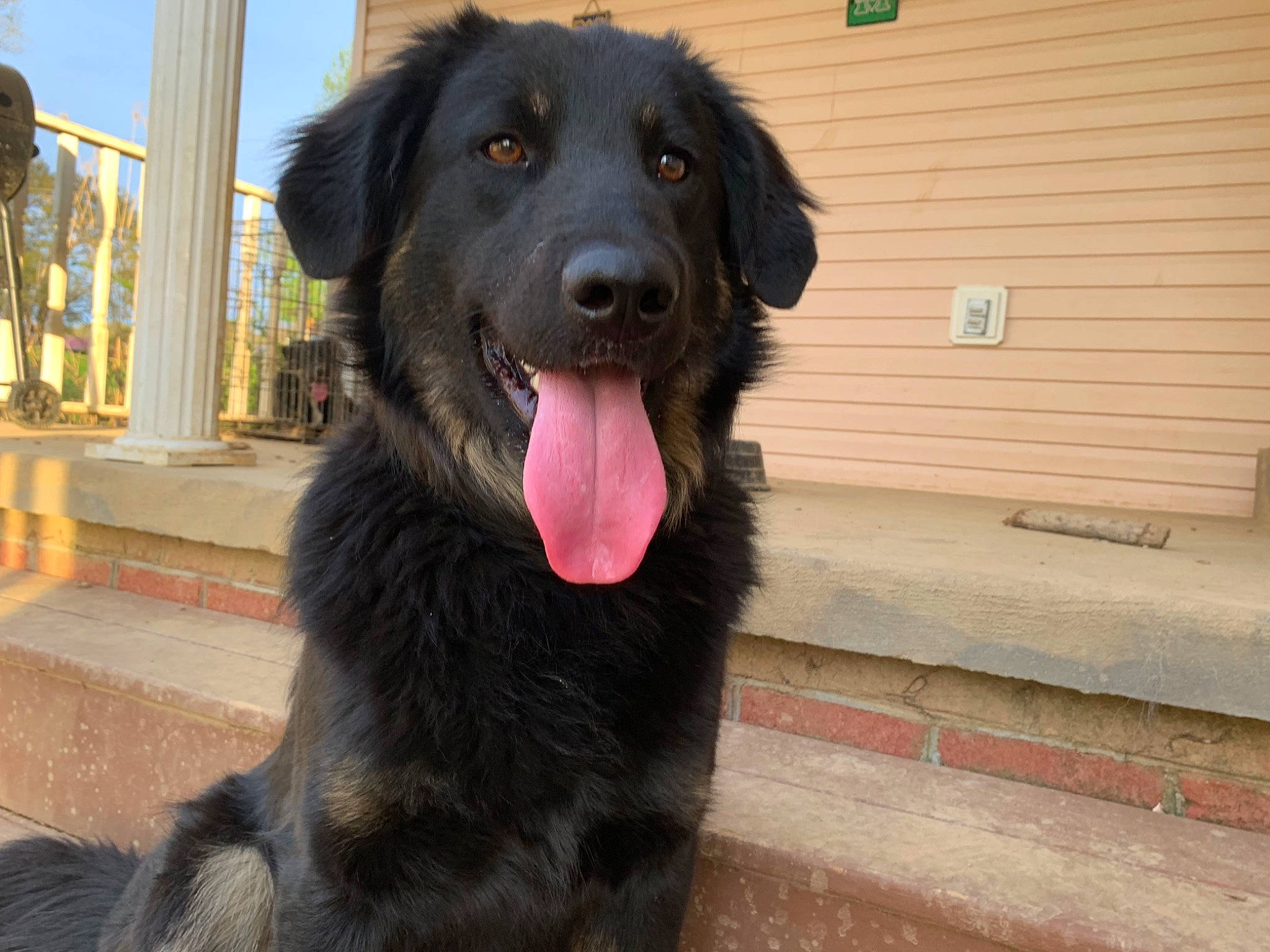 Addy joined the competition — help win amazing prizes! borador, canidae, carnivore, companion_dog, dog, dog_breed, flat_coated_retriever, hovawart, mammal, nose, rare_breed_dog, snout, sporting_group, vertebrate