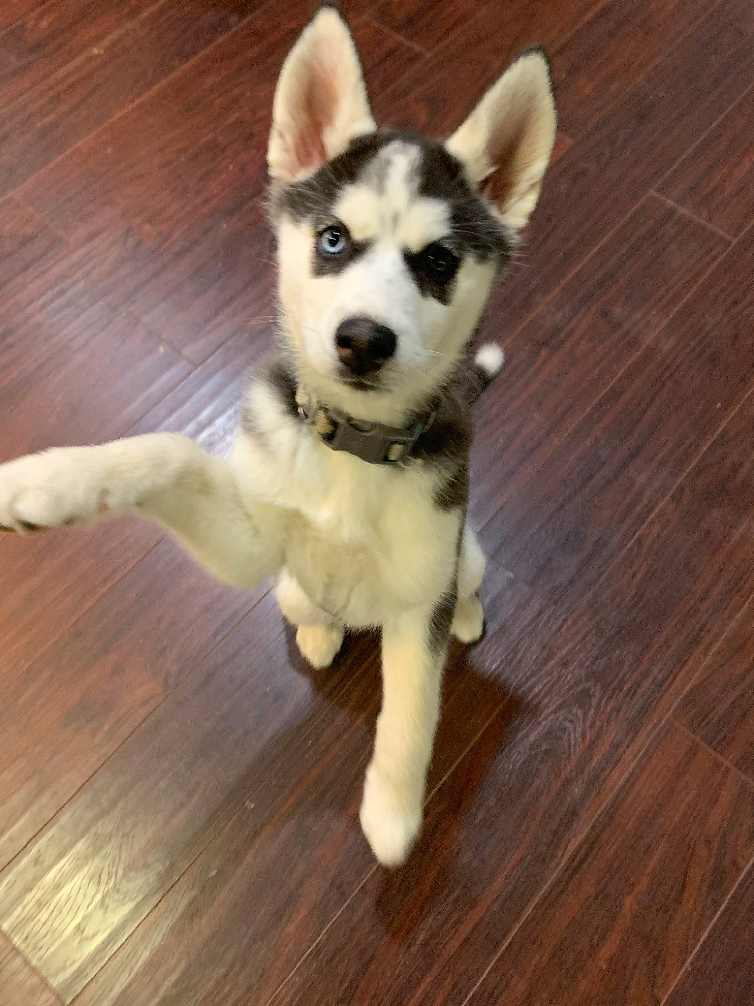 Izzy joined the competition — help win amazing prizes! alaskan_klee_kai, alaskan_malamute, ancient_dog_breeds, canidae, carnivore, dog, dog_breed, eye, labrador_husky, mammal, miniature_siberian_husky, northern_inuit_dog, nose, puppy, sakhalin_husky, siberian_husky, sled_dog, tamaskan_dog, vertebrate, wolfdog