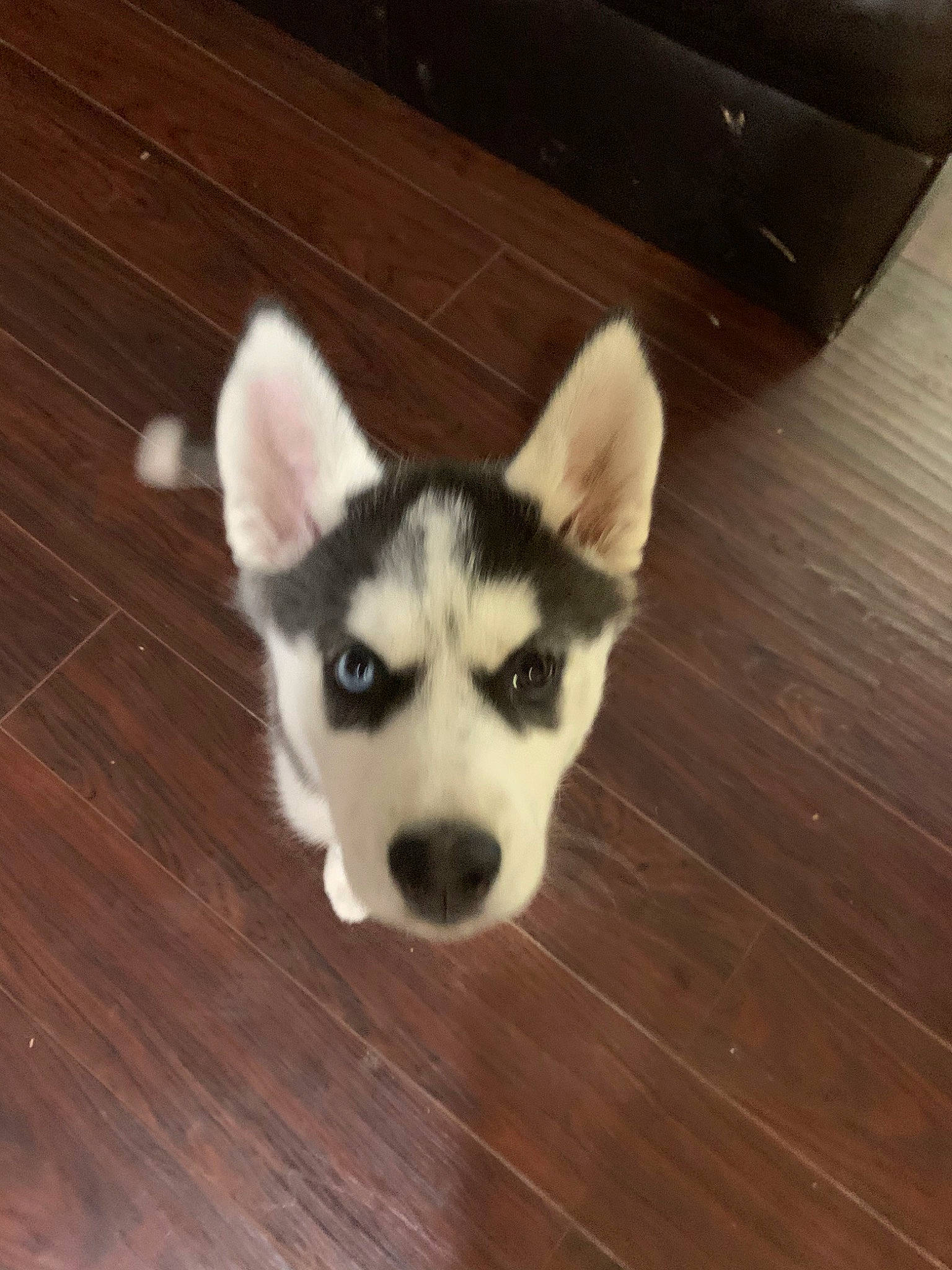 Izzy joined the competition — help win amazing prizes! alaskan_klee_kai, alaskan_malamute, canadian_eskimo_dog, canidae, carnivore, dog, dog_breed, eye, labrador_husky, mammal, miniature_siberian_husky, nose, puppy, sakhalin_husky, siberian_husky, sled_dog, snout, tamaskan_dog, vertebrate, wolfdog