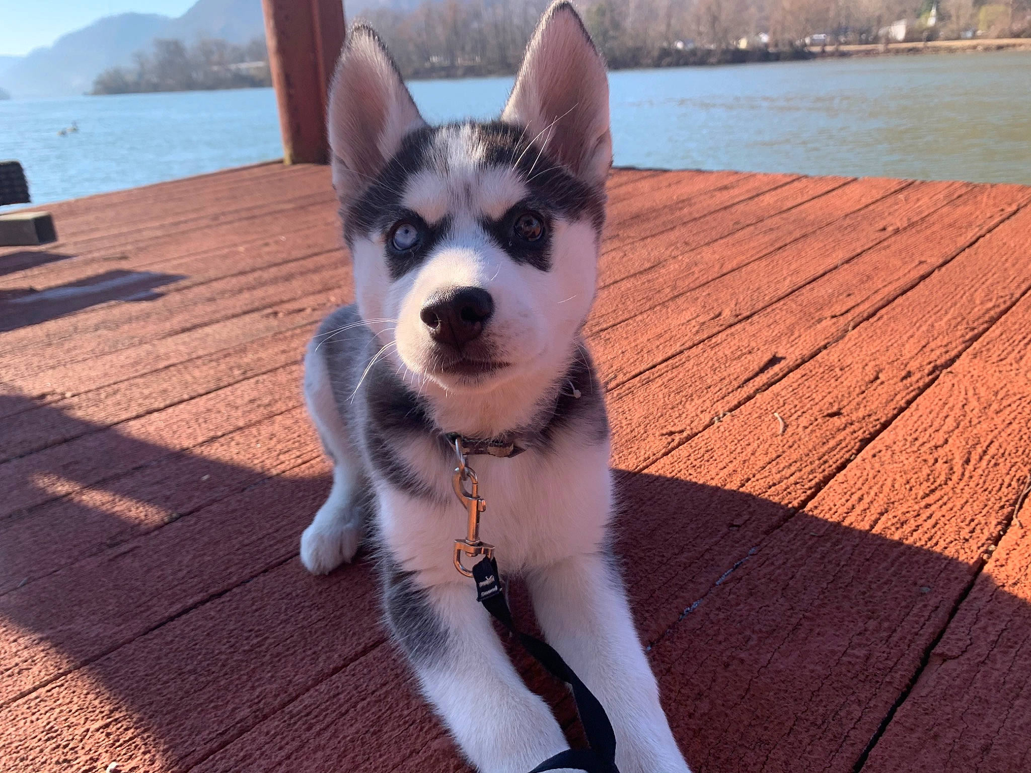 Izzy is registered to the contest to win money with this photo: alaskan_klee_kai, alaskan_malamute, canidae, carnivore, dog, dog_breed, labrador_husky, mammal, miniature_siberian_husky, northern_inuit_dog, nose, rare_breed_dog, sakhalin_husky, seppala_siberian_sleddog, siberian_husky, sled_dog, snout, sporting_group, vertebrate, working_dog